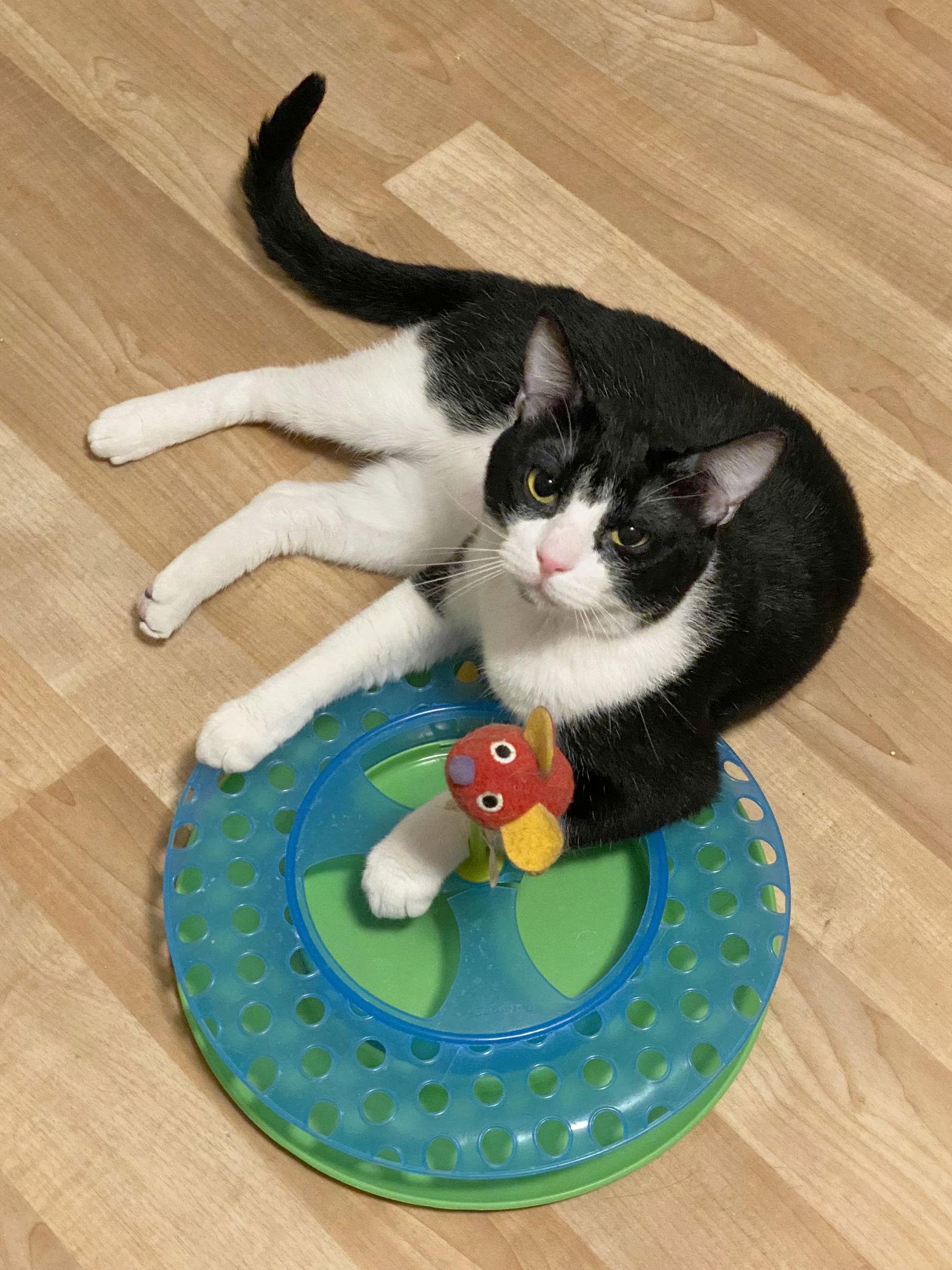 DB (bonded with Domino), a Adoptable Domestic Short Hair in Eureka, MO image 1/3