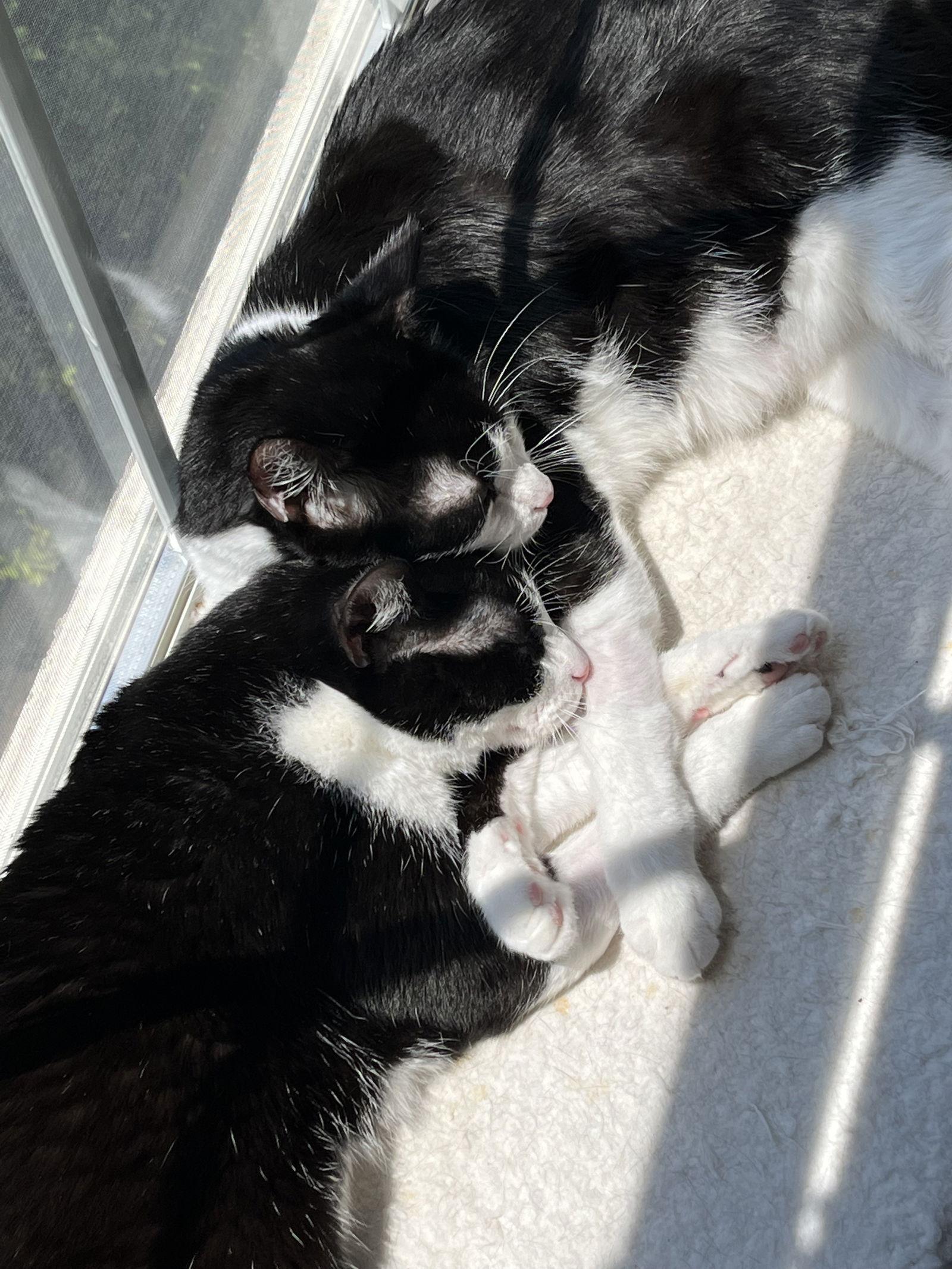 DB (bonded with Domino), a Adoptable Domestic Short Hair in Eureka, MO image 2/3