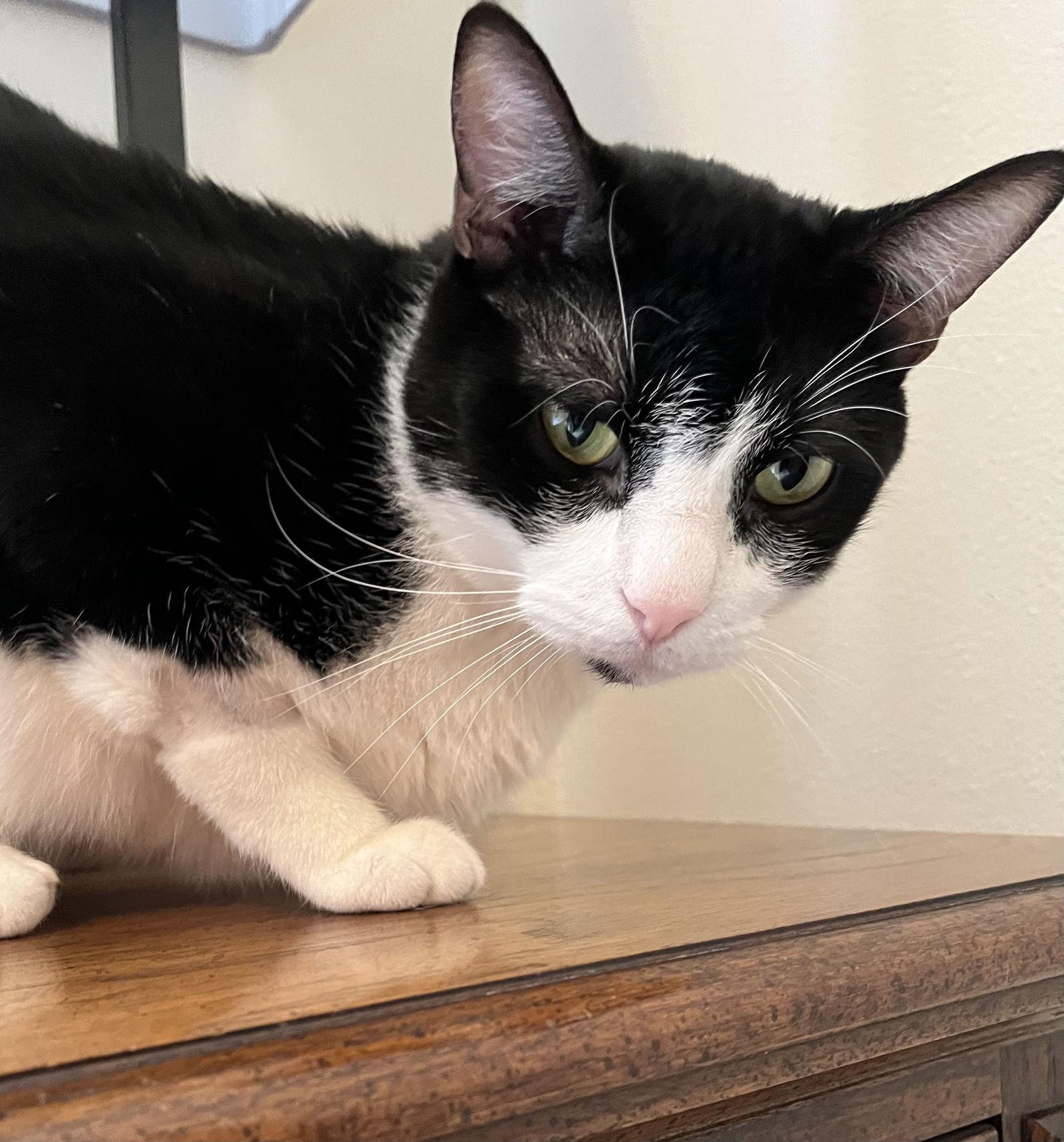 DB (bonded with Domino), a Adoptable Domestic Short Hair in Eureka, MO image 3/3