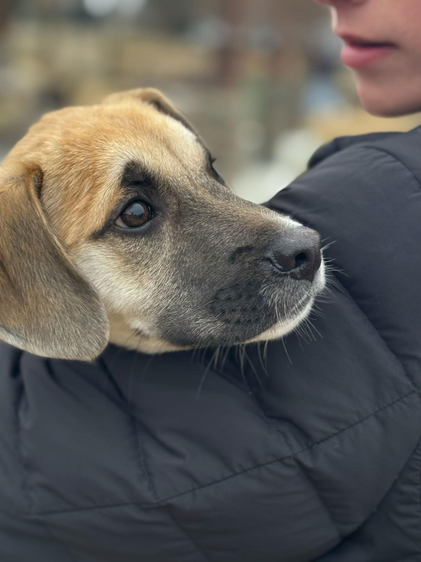 Enlarge Simba, a Adoptable mixed breed in Virginia Beach, VA image 1/3