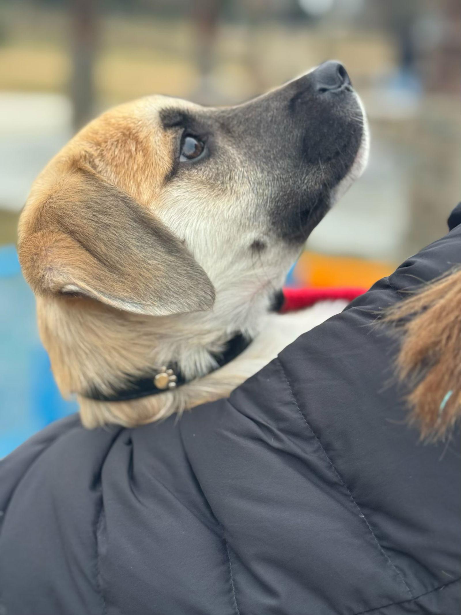 Enlarge Simba, a Adoptable mixed breed in Virginia Beach, VA image 2/3