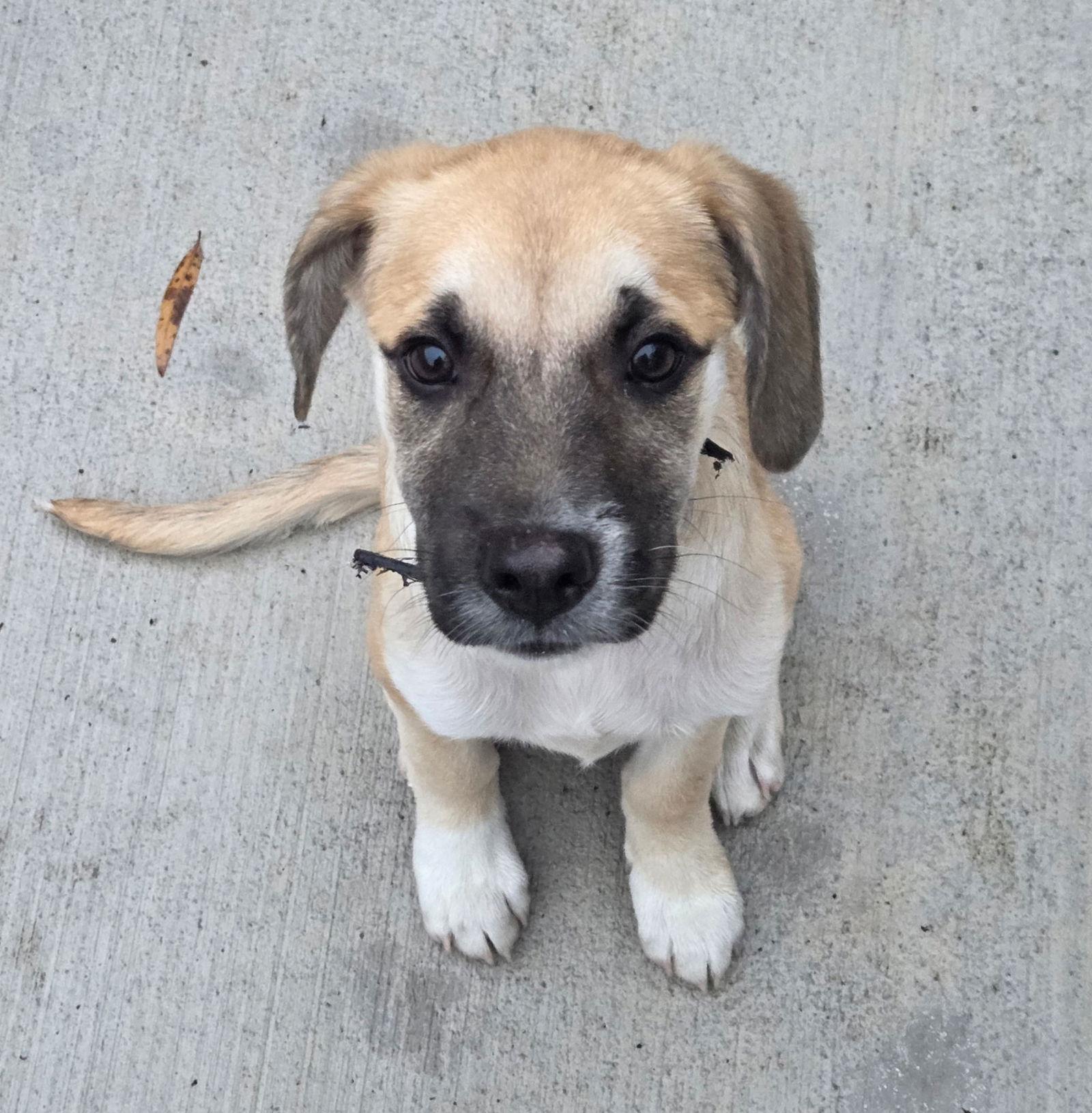 Enlarge Simba, a Adoptable mixed breed in Virginia Beach, VA image 3/3