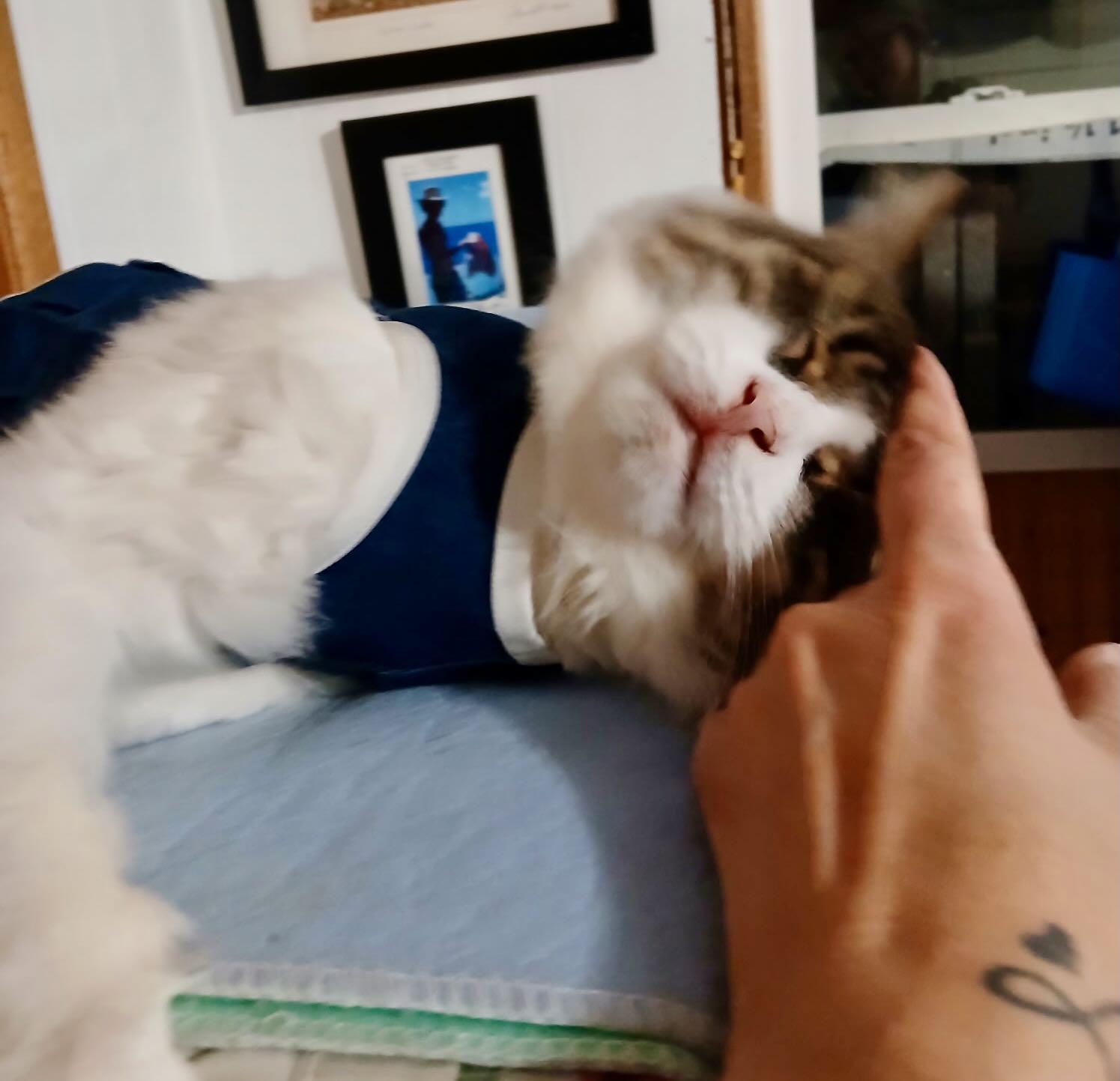 Enlarge Mimi, a Adoptable mixed breed in Hood River, OR image 4/4