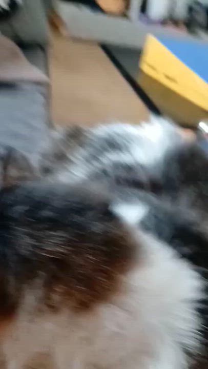 Enlarge Mimi, a Adoptable mixed breed in Hood River, OR video 2/4