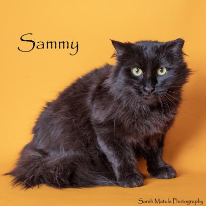 Sammy, Adoptable, Adult Male Domestic Long Hair & Domestic Short Hair.