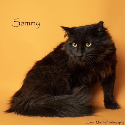 Sammy, a Adoptable mixed breed in Edgewood, NM image 2/2