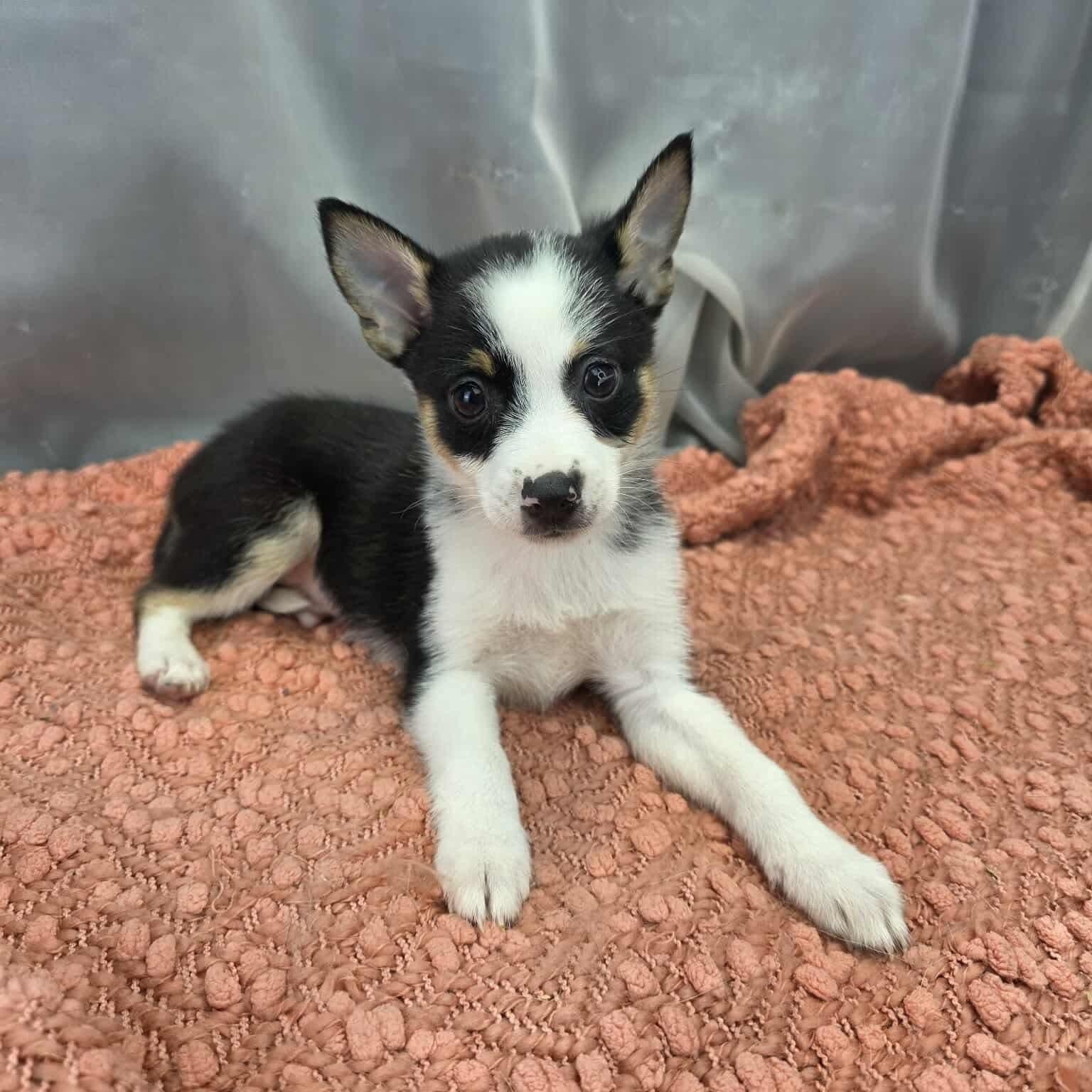 Enlarge Bashful, a Adoptable mixed breed in Southfield , MI image 4/6