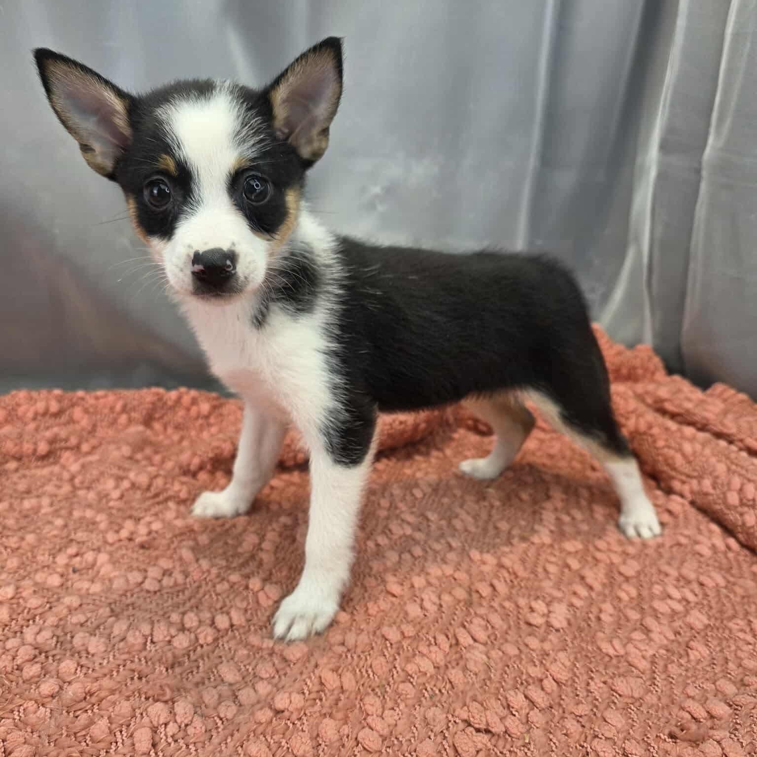 Enlarge Bashful, a Adoptable mixed breed in Southfield , MI image 2/6