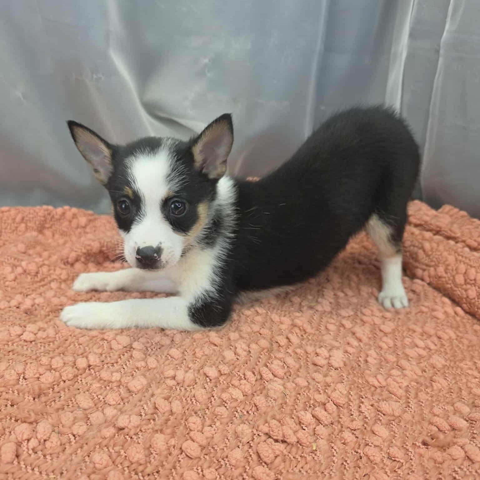Enlarge Bashful, a Adoptable mixed breed in Southfield , MI image 5/6