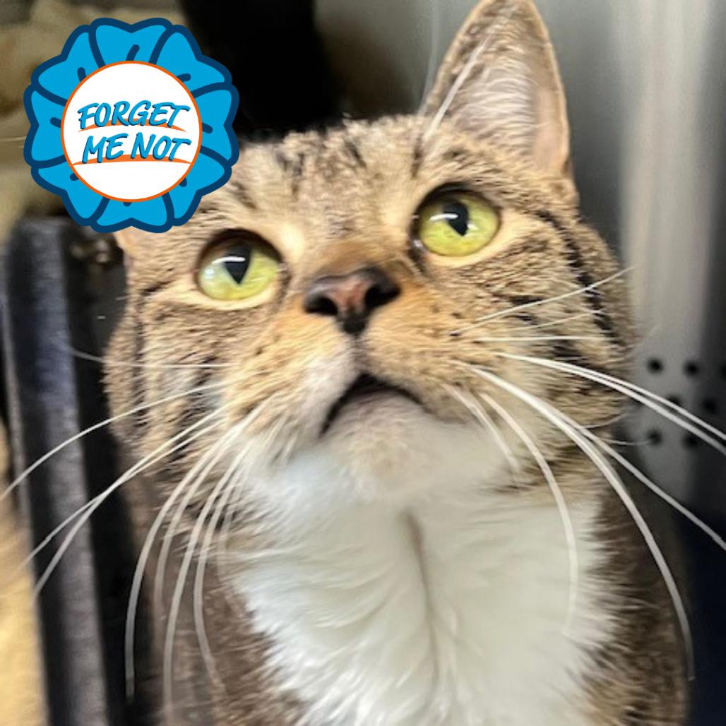 Enlarge Tigger, a Adoptable Domestic Short Hair in Baltimore, MD image 1/1