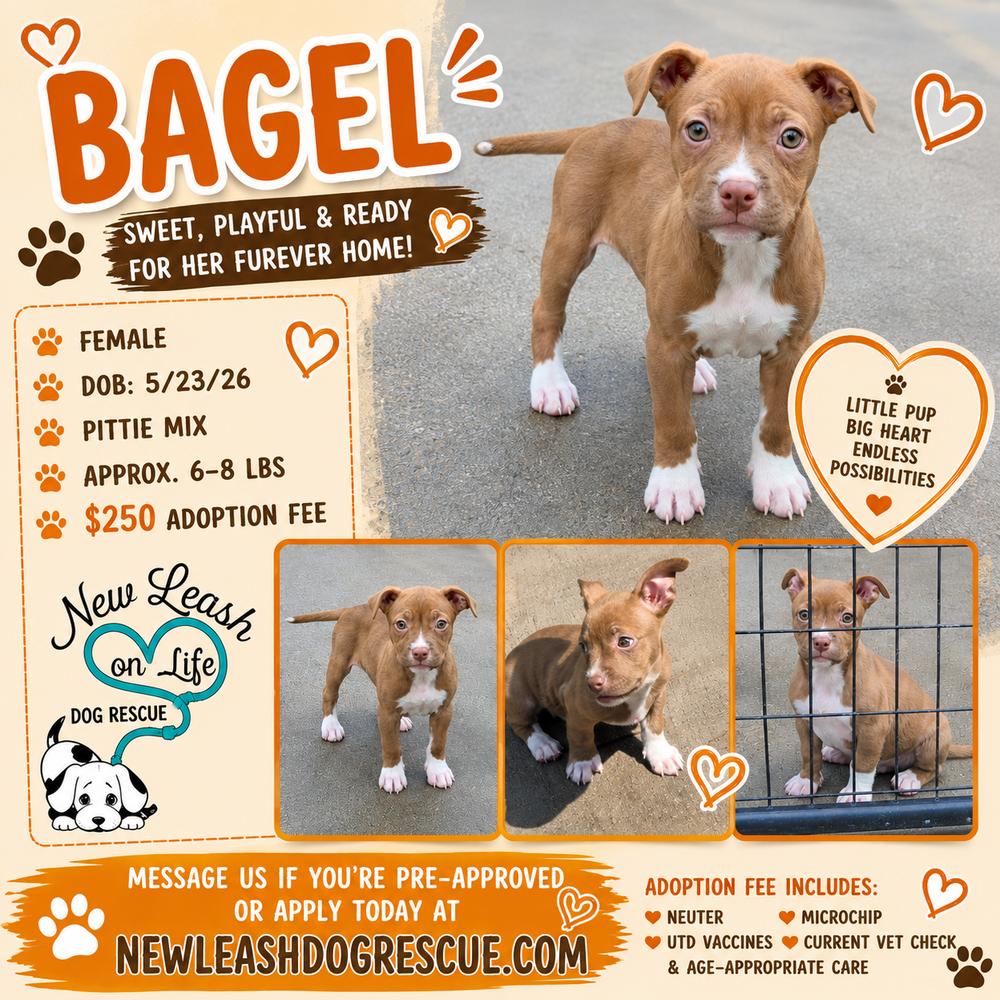 Enlarge Bagel, a Adoptable mixed breed in Rockland, WI image 1/4