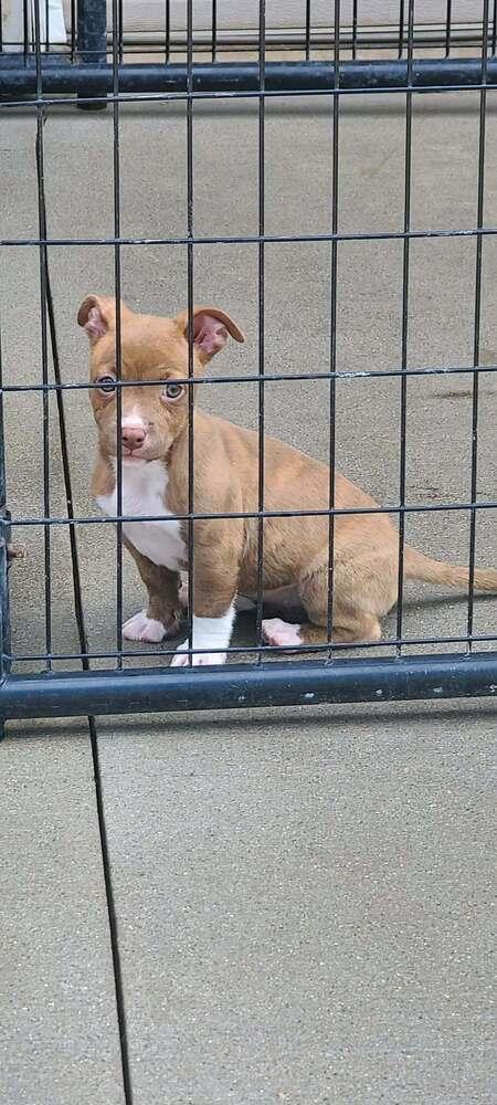 Enlarge Bagel, a Adoptable mixed breed in Rockland, WI image 2/4