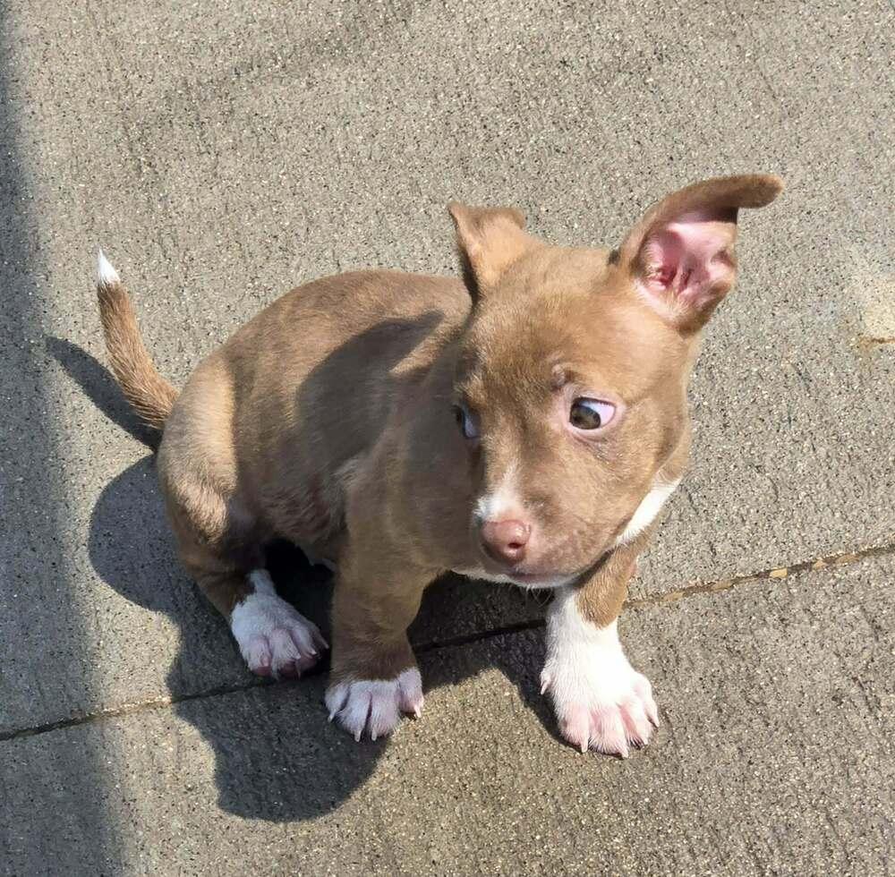 Enlarge Bagel, a Adoptable mixed breed in Rockland, WI image 4/4