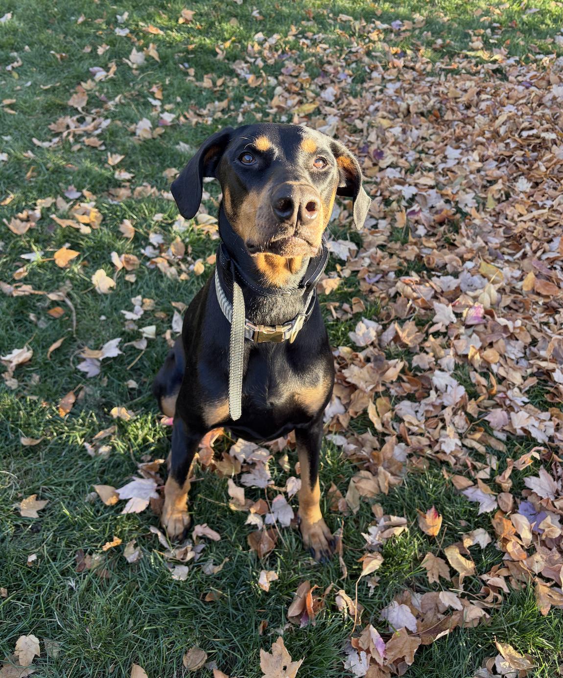 Mia , a ADOPTABLE Doberman Pinscher in salt lake city, UT image 1/5