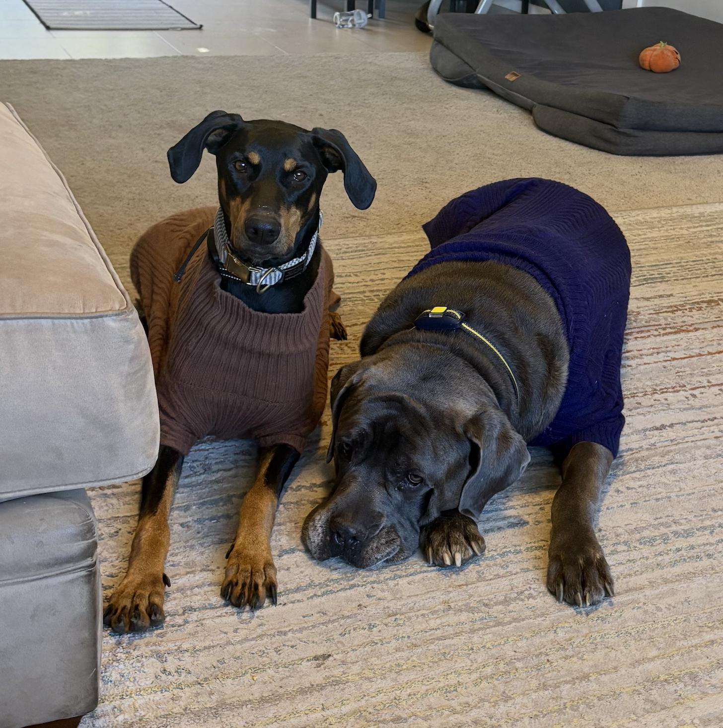 Mia , a ADOPTABLE Doberman Pinscher in salt lake city, UT image 2/5