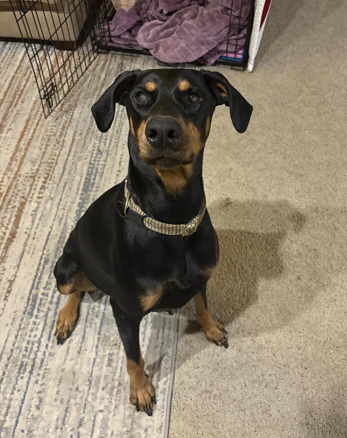 Mia , a ADOPTABLE Doberman Pinscher in salt lake city, UT image 3/5