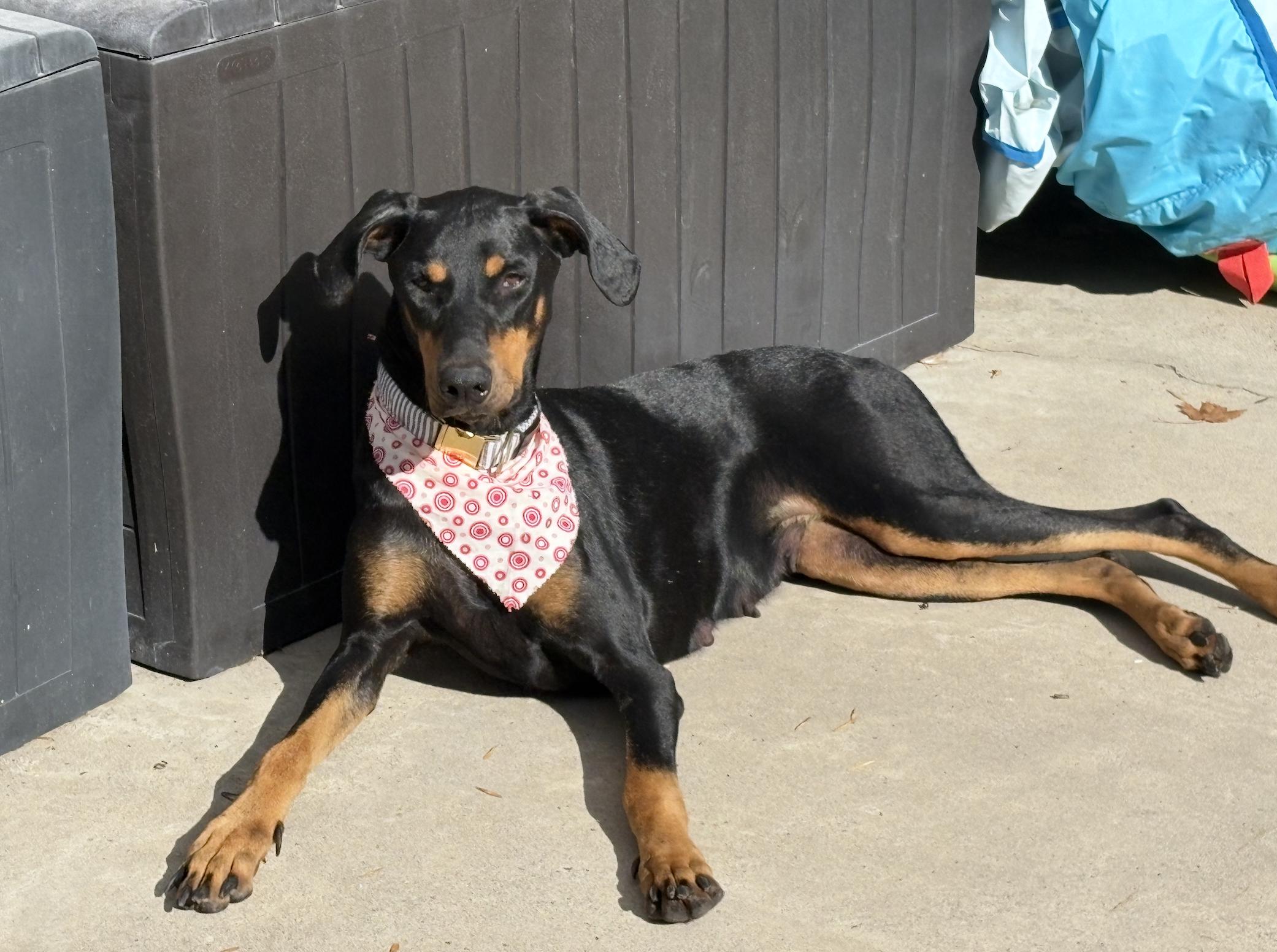 Mia , a ADOPTABLE Doberman Pinscher in salt lake city, UT image 4/5