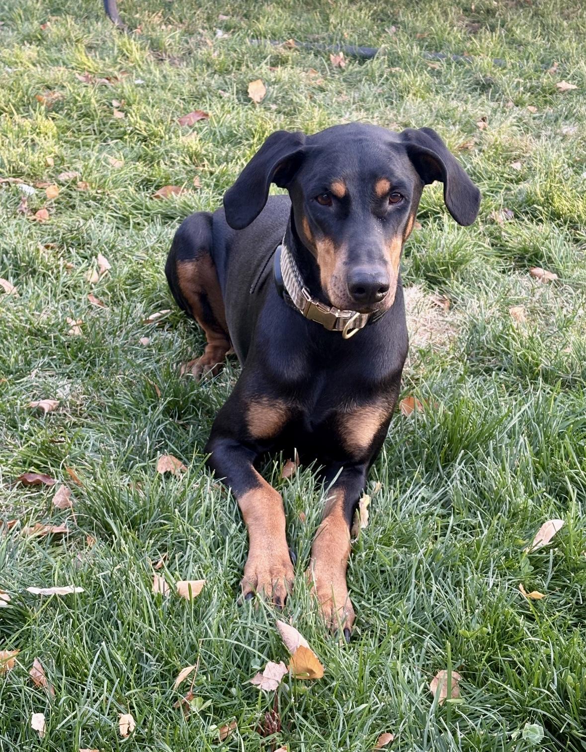 Mia , a ADOPTABLE Doberman Pinscher in salt lake city, UT image 5/5