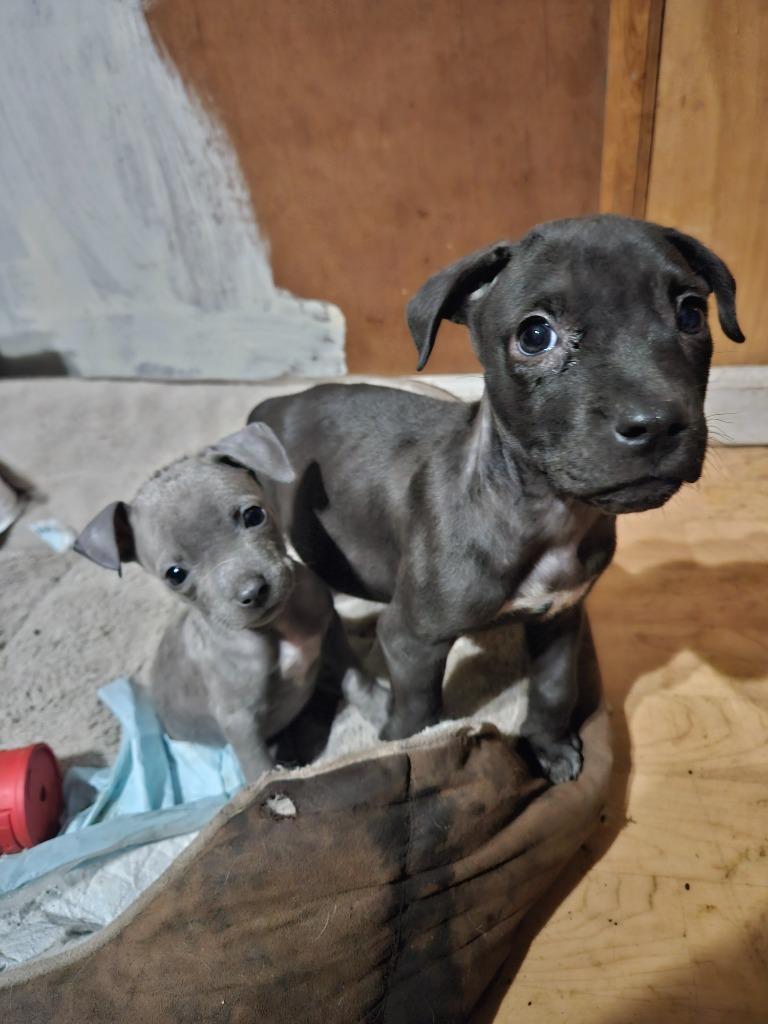 Enlarge RC, a Adoptable mixed breed in Waynesville, GA image 1/5