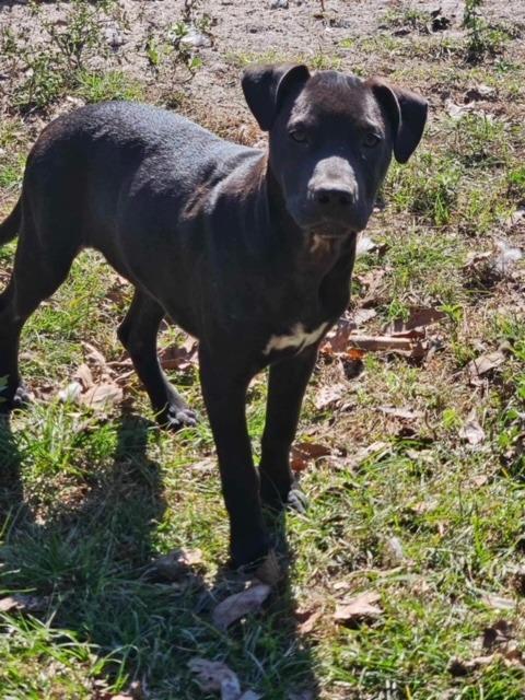 Enlarge RC, a Adoptable mixed breed in Waynesville, GA image 3/4