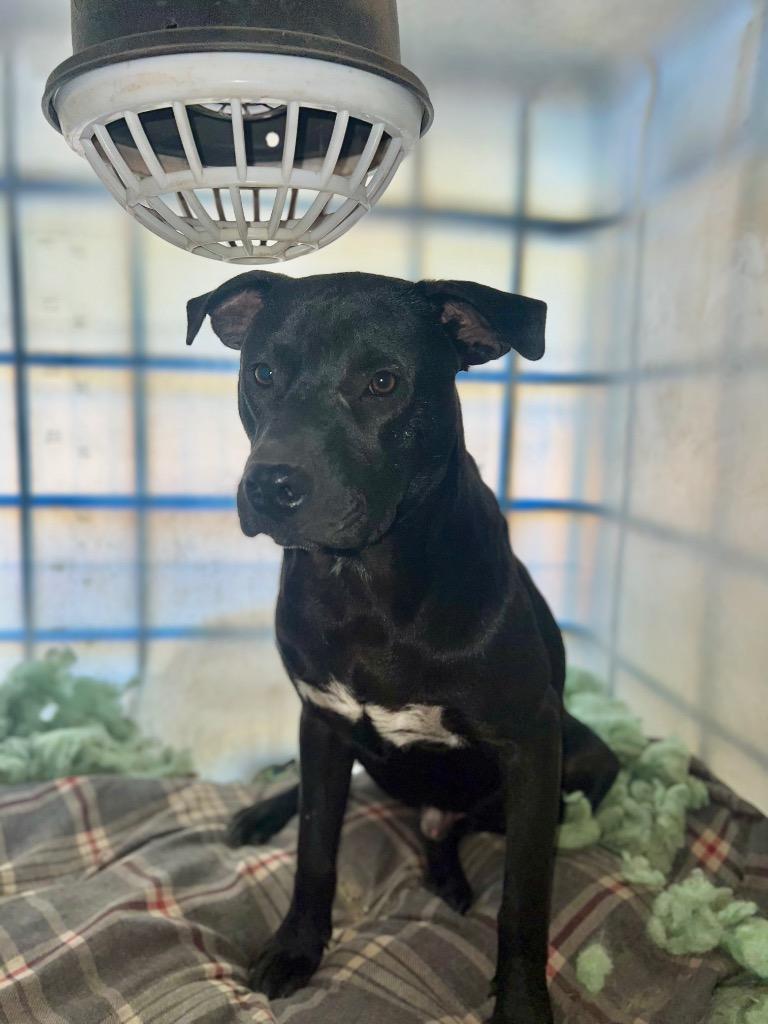 Enlarge RC, a Adoptable mixed breed in Waynesville, GA image 3/5