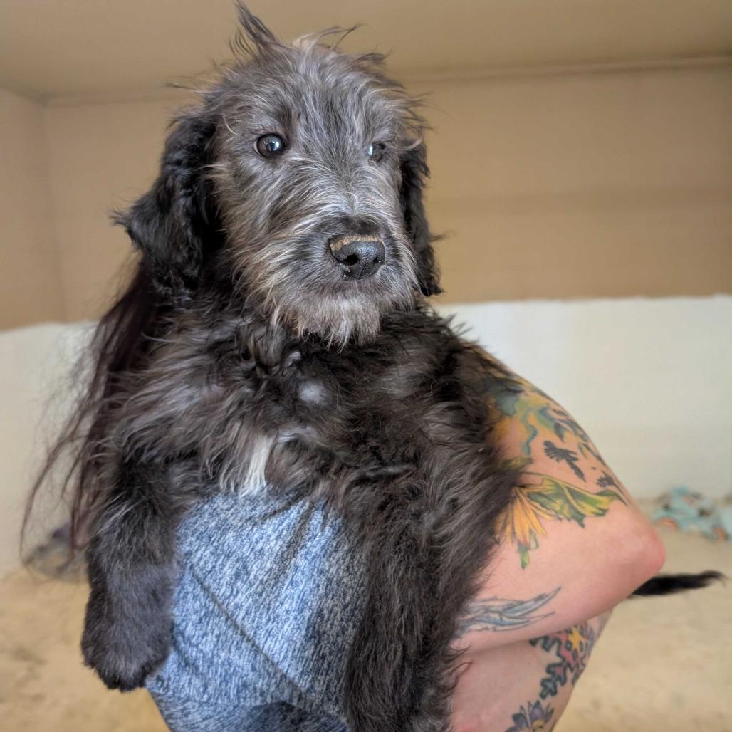 Enoki, Adoptable, Puppy Male Catahoula Leopard Dog.