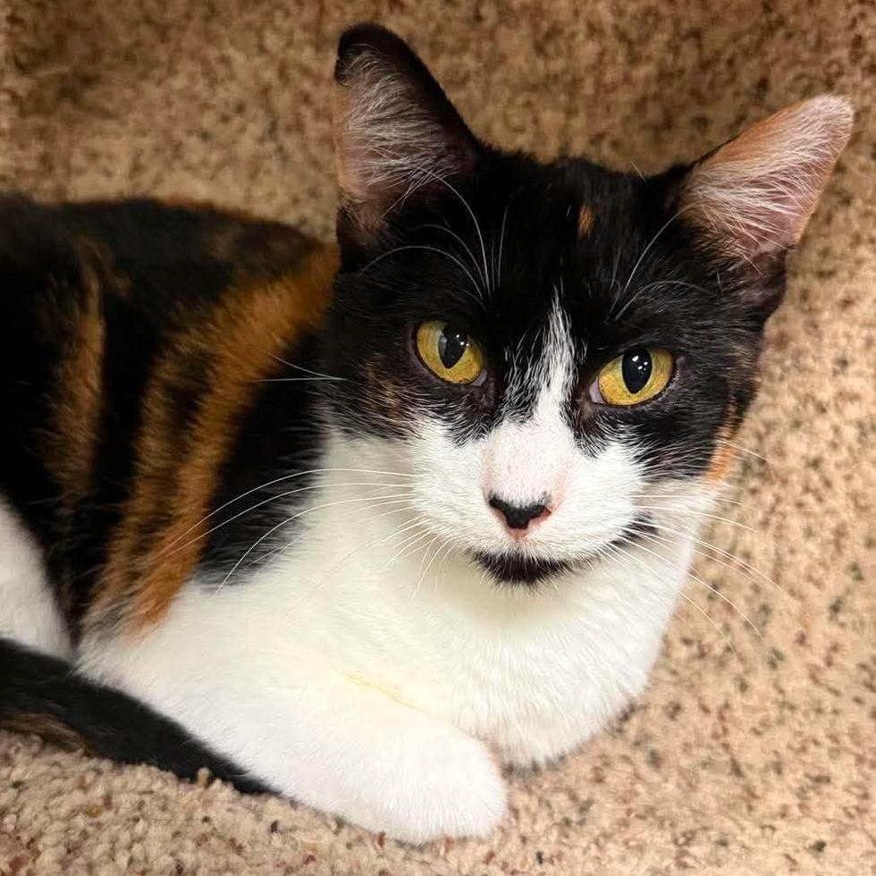 Mama Callie, Adoptable, Adult Female Domestic Short Hair.