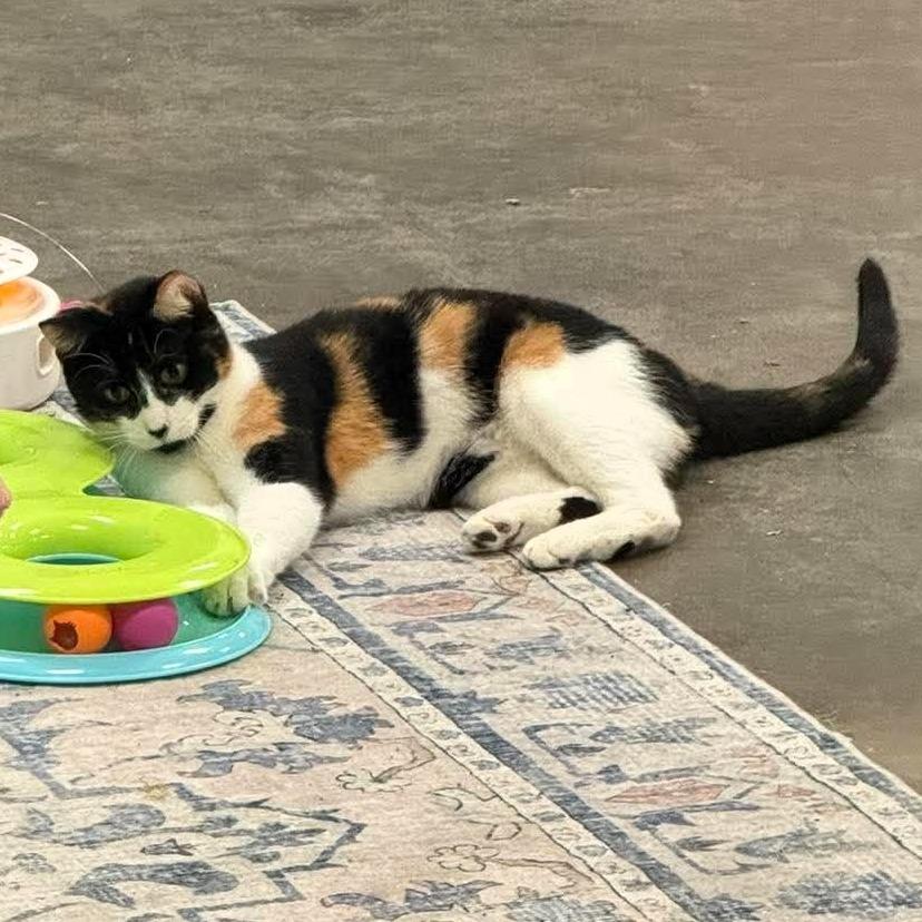 Enlarge Mama Callie, a Adoptable Domestic Short Hair in Shawnee, KS image 2/6
