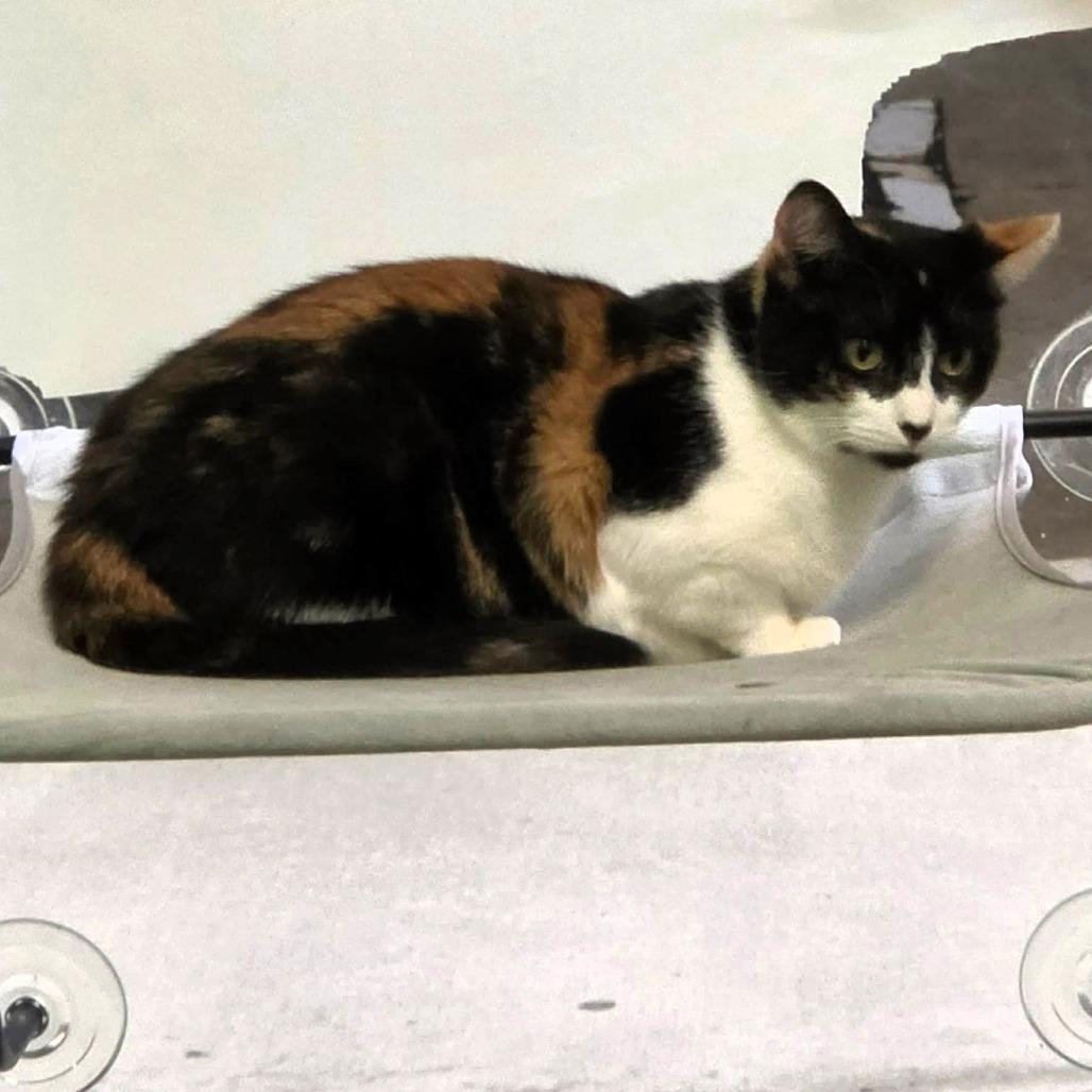 Enlarge Mama Callie, a Adoptable Domestic Short Hair in Shawnee, KS image 4/6