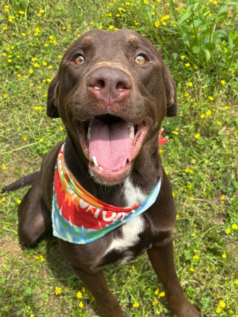 Enlarge Kaine, a Adoptable mixed breed in Little Rock, AR image 1/4