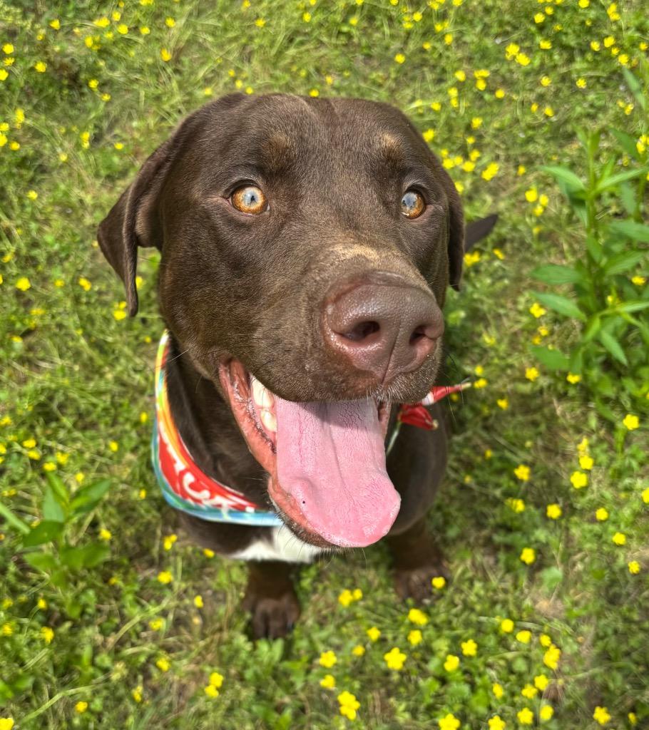 Enlarge Kaine, a Adoptable mixed breed in Little Rock, AR image 2/4