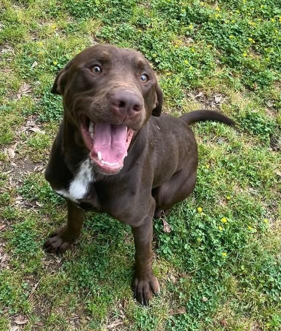Enlarge Kaine, a Adoptable mixed breed in Little Rock, AR image 3/4