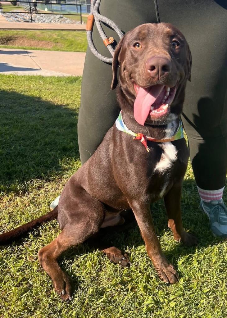 Enlarge Kaine, a Adoptable mixed breed in Little Rock, AR image 4/4