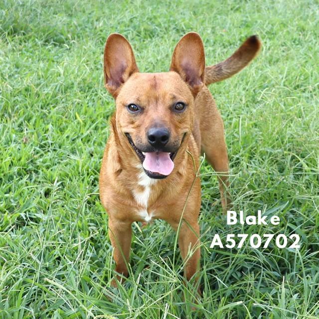 BLAKE, Adoptable, Young Male Australian Cattle Dog / Blue Heeler.