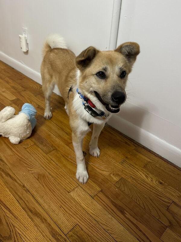 Latte, Adoptable, Young Female Jindo.