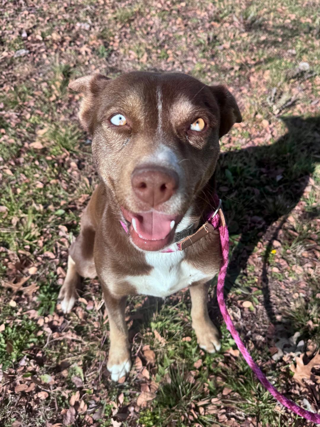 Eve, Adoptable, Young Female Mixed Breed.