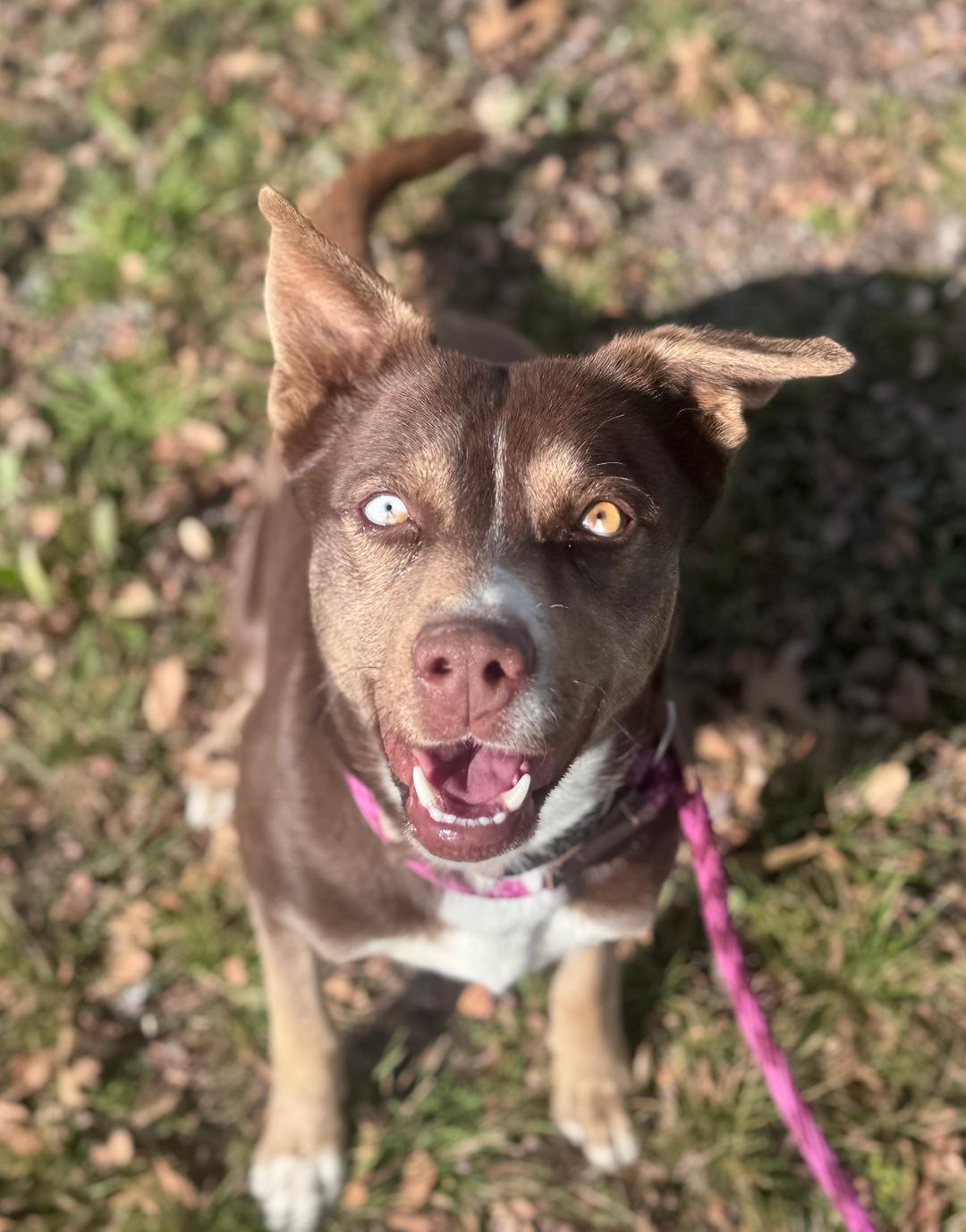 Enlarge Eve, a Adoptable Mixed Breed in Rowlett, TX image 2/2