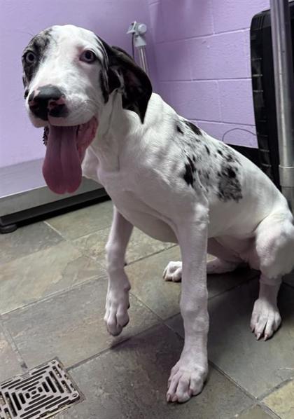 61803636, Adoptable, Puppy Female Great Dane & Mixed Breed.