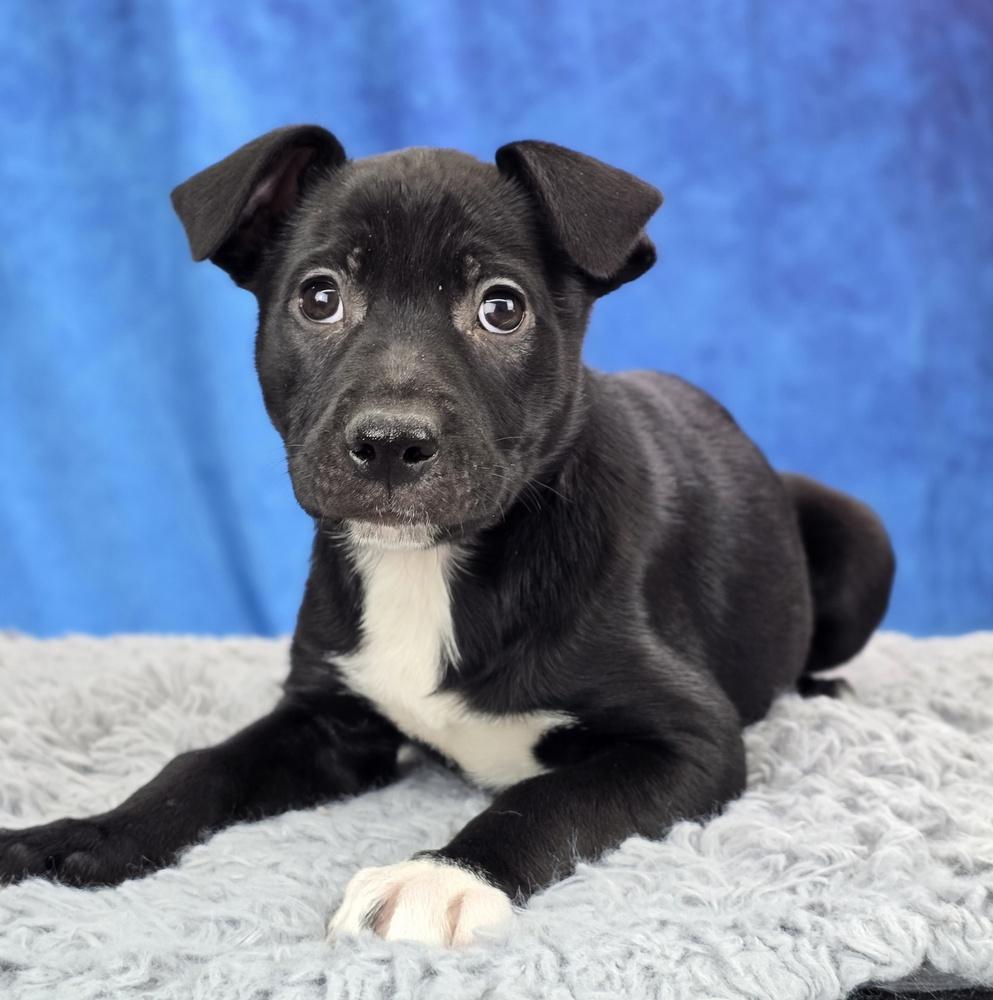 Yahtzee, Adoptable, Puppy Female Labrador Retriever & Pointer.