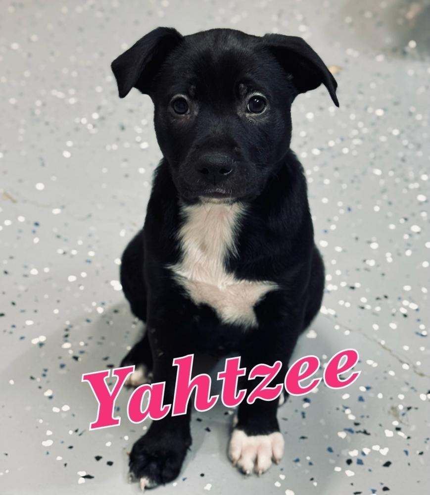 Yahtzee, a Adoptable mixed breed in Sedalia, CO image 2/3