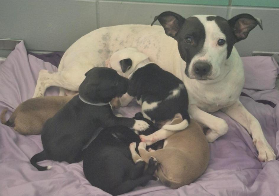 Yahtzee, a Adoptable mixed breed in Sedalia, CO image 3/3