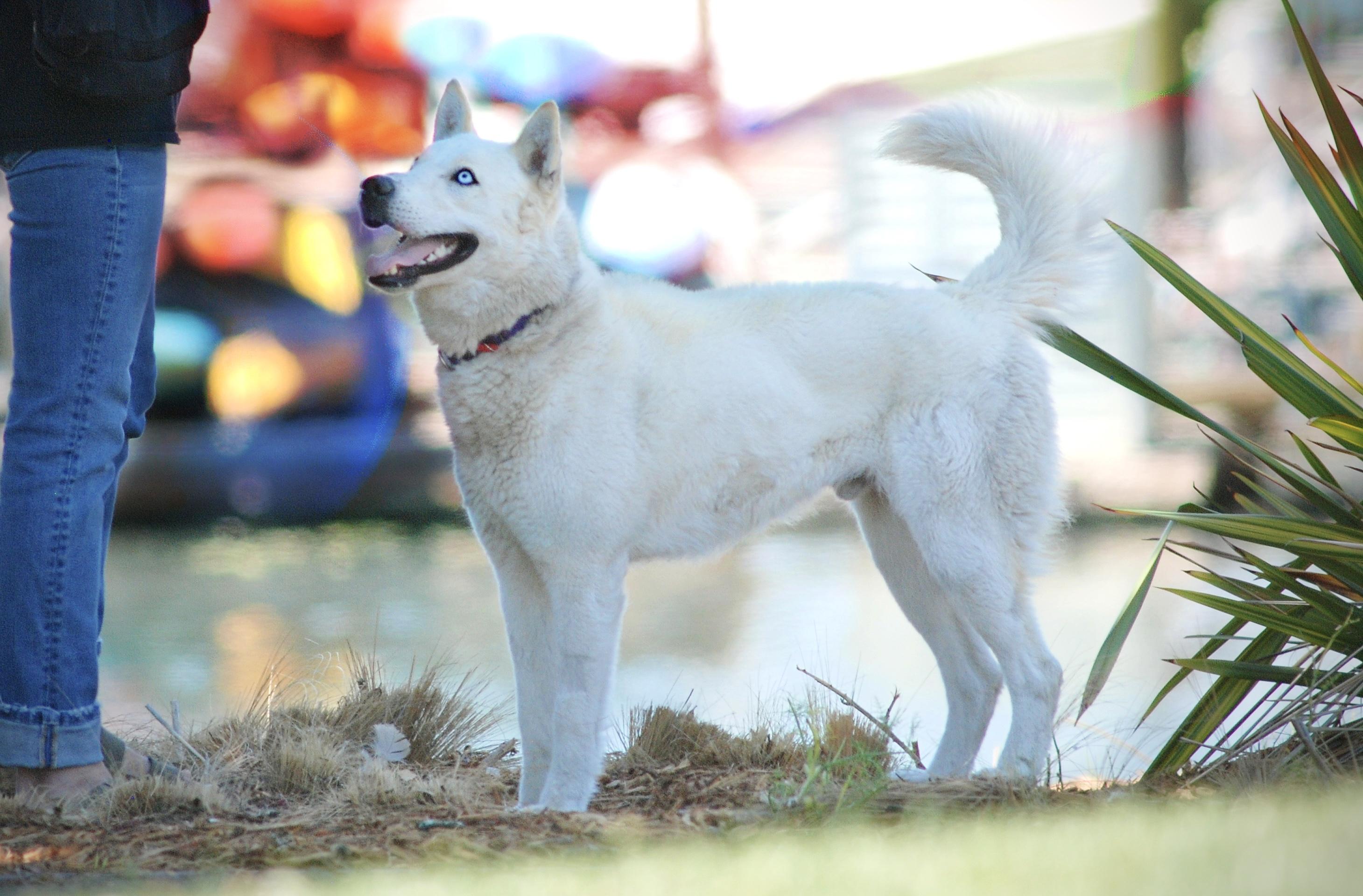 Enlarge Ranger, a Adoptable mixed breed in Oakland, CA image 2/5