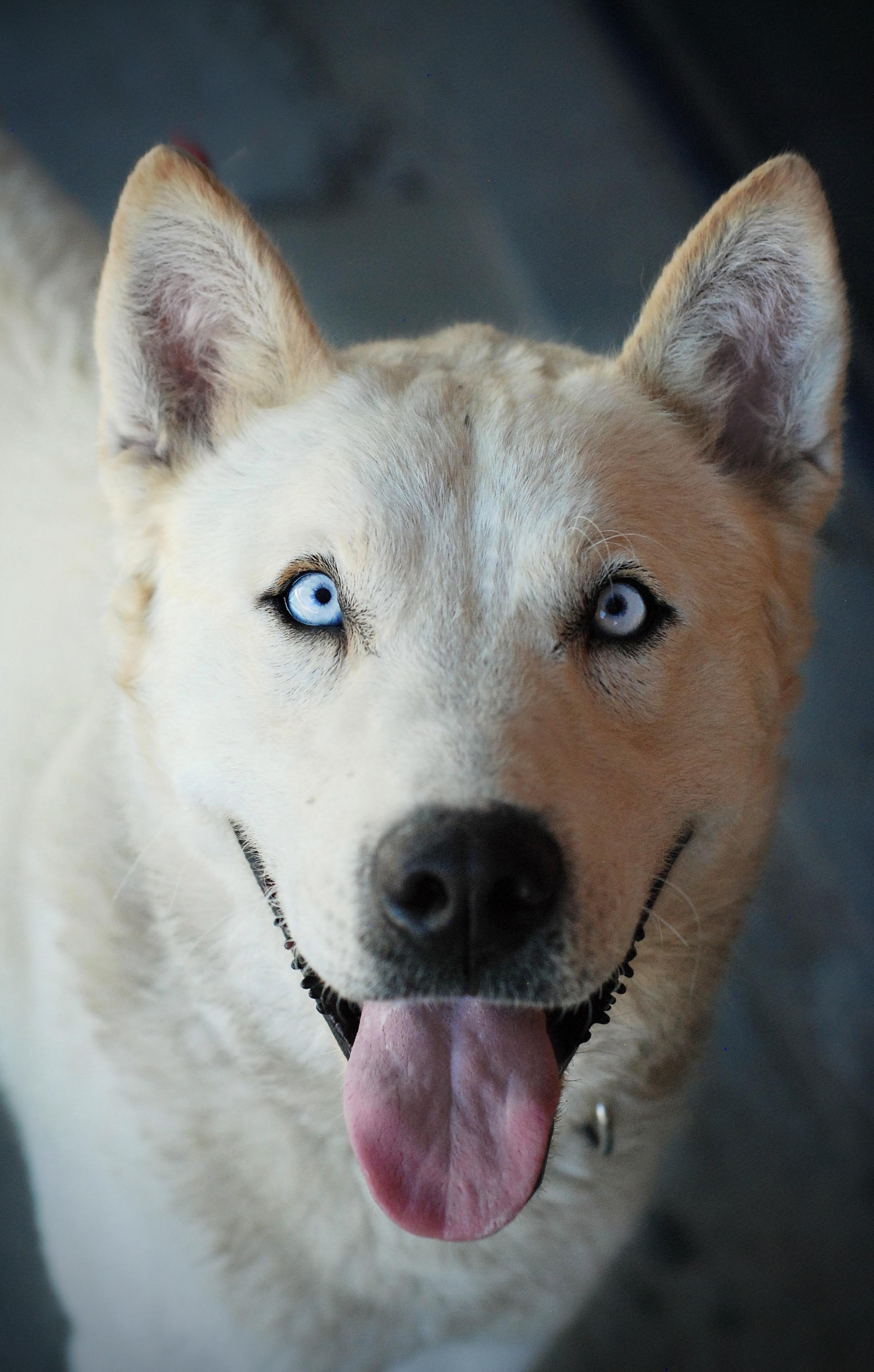 Enlarge Ranger, a Adoptable mixed breed in Oakland, CA image 3/5