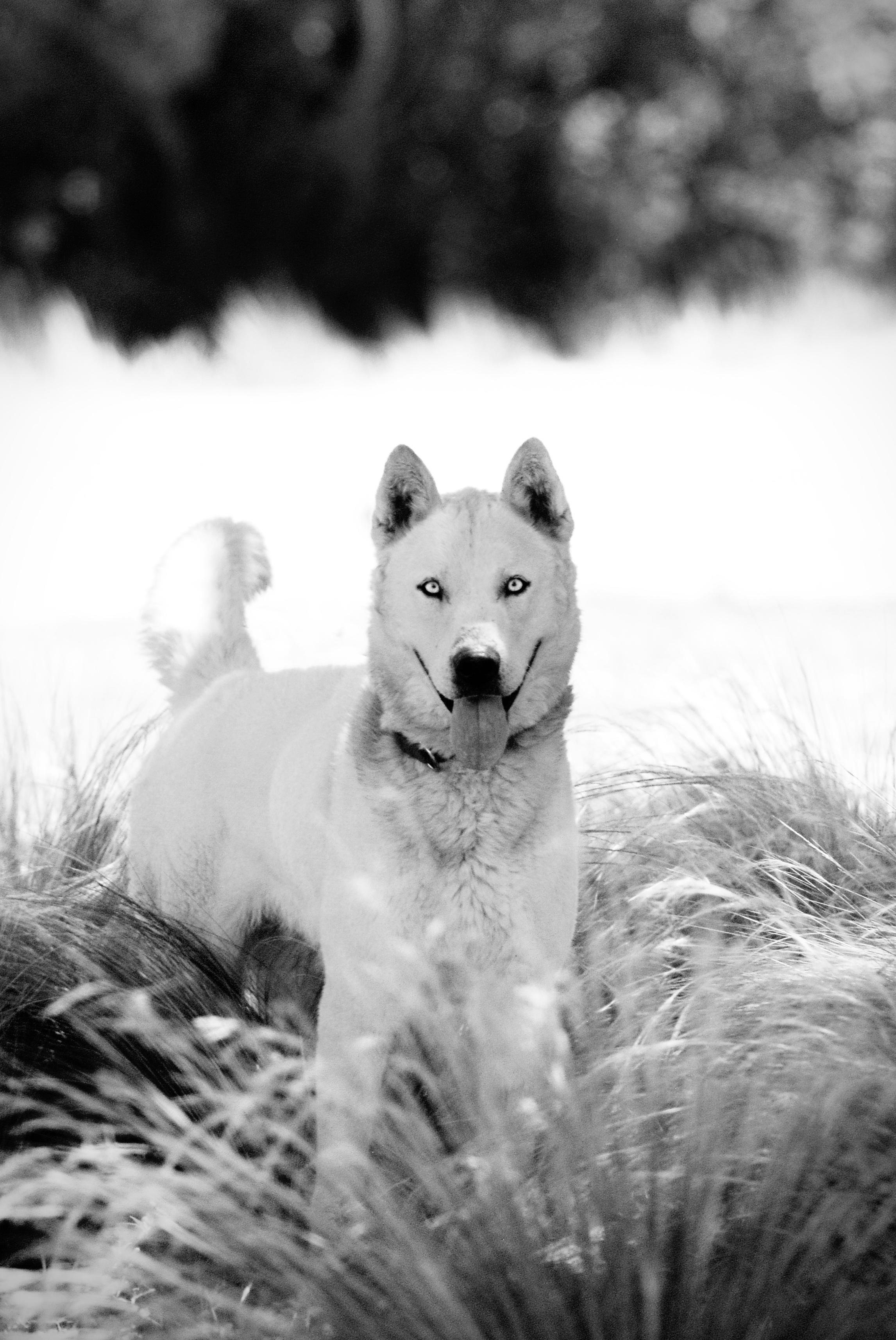 Enlarge Ranger, a Adoptable mixed breed in Oakland, CA image 4/5