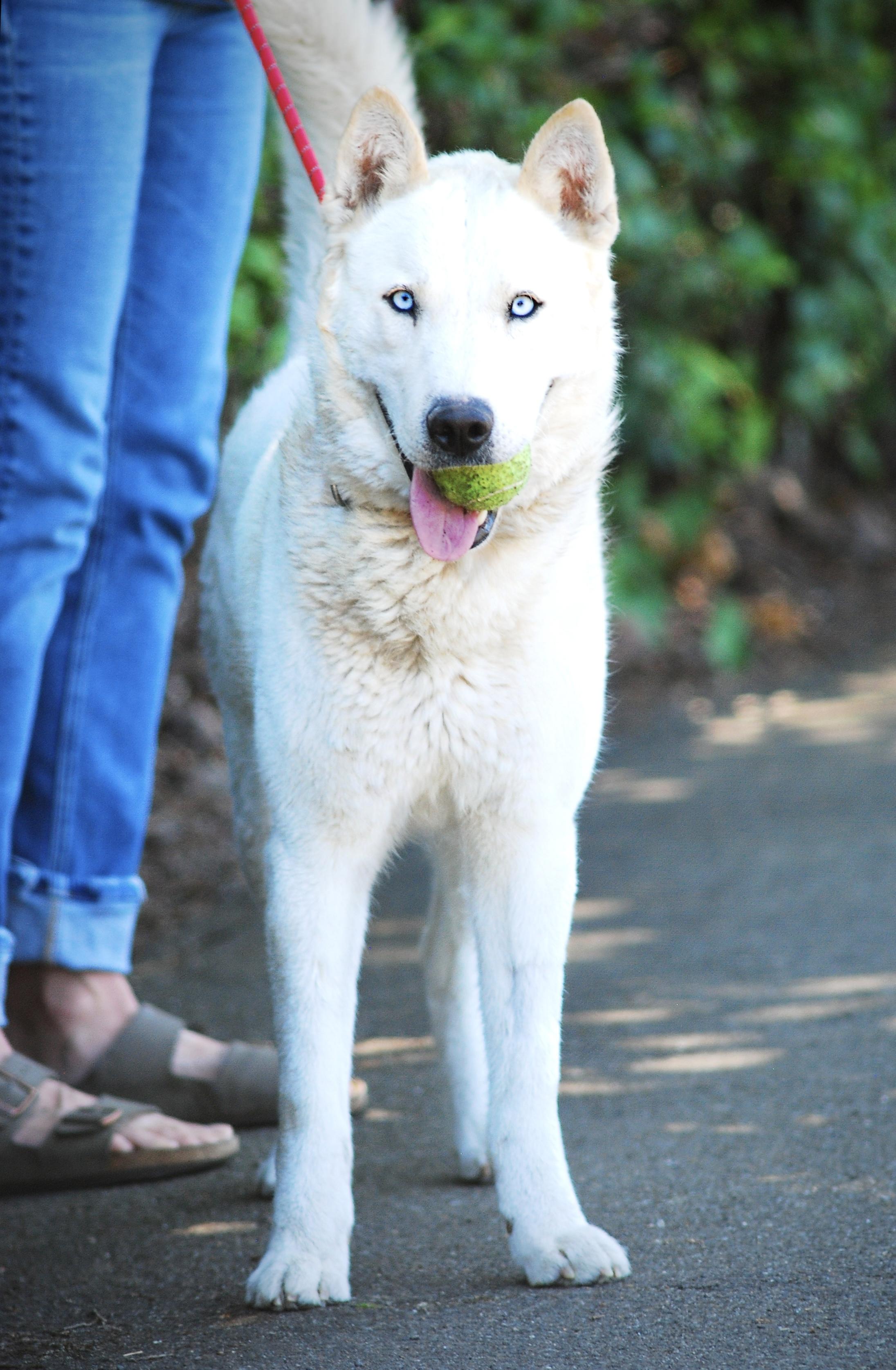 Enlarge Ranger, a Adoptable mixed breed in Oakland, CA image 5/5