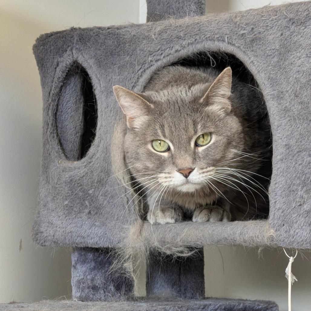 Dela, Adoptable, Adult Female Domestic Short Hair.