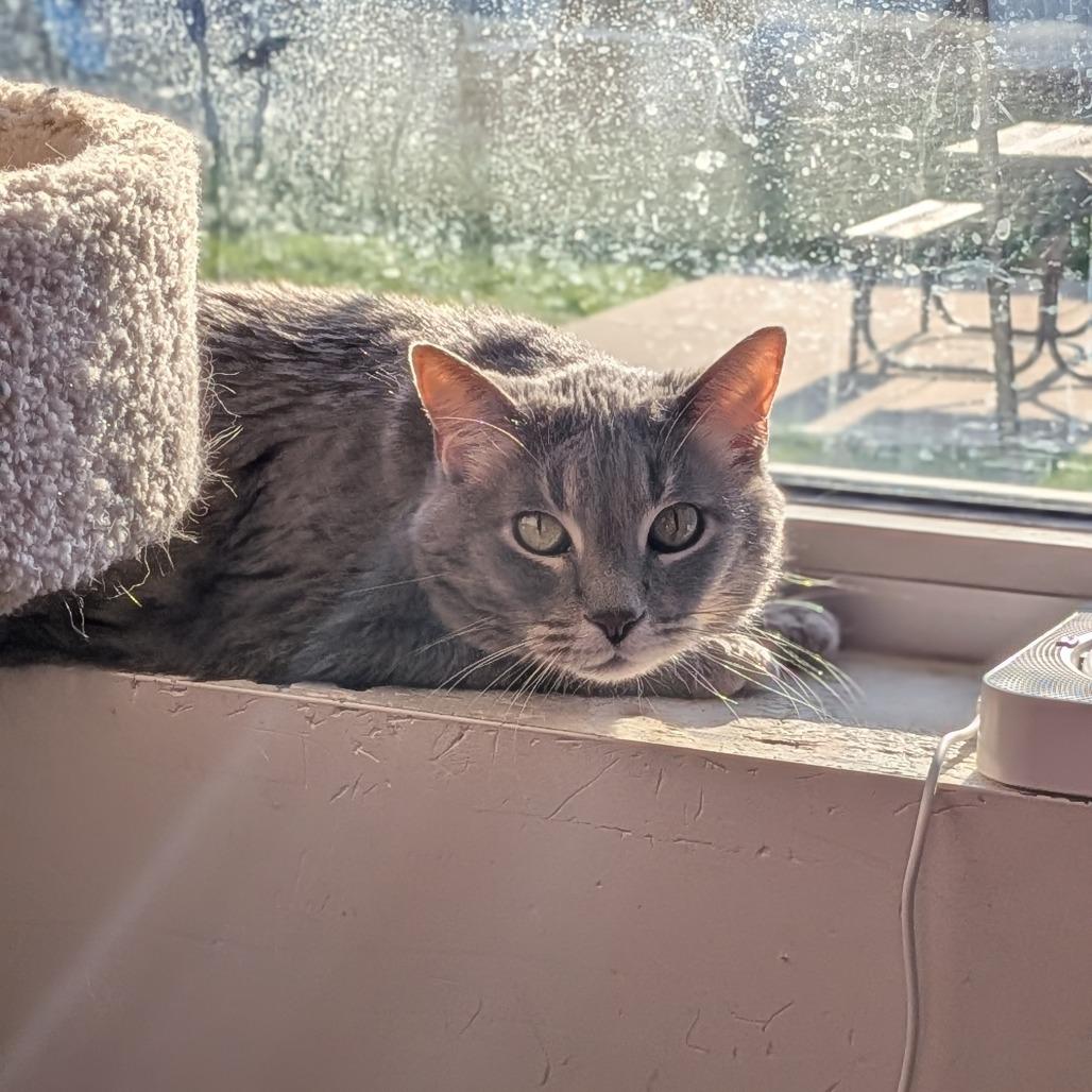 Enlarge Dela, a Adoptable Domestic Short Hair in Milan, IL image 2/3