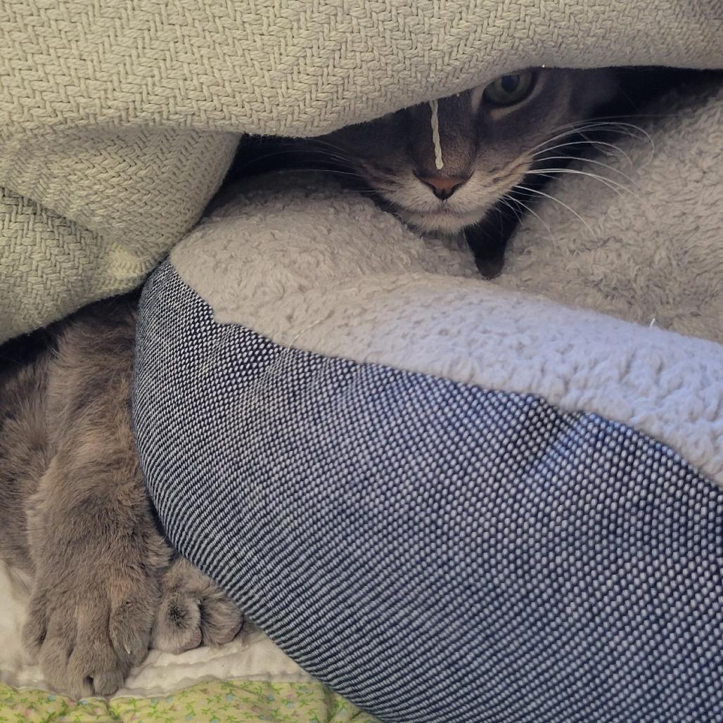 Enlarge Dela, a Adoptable Domestic Short Hair in Milan, IL image 1/1