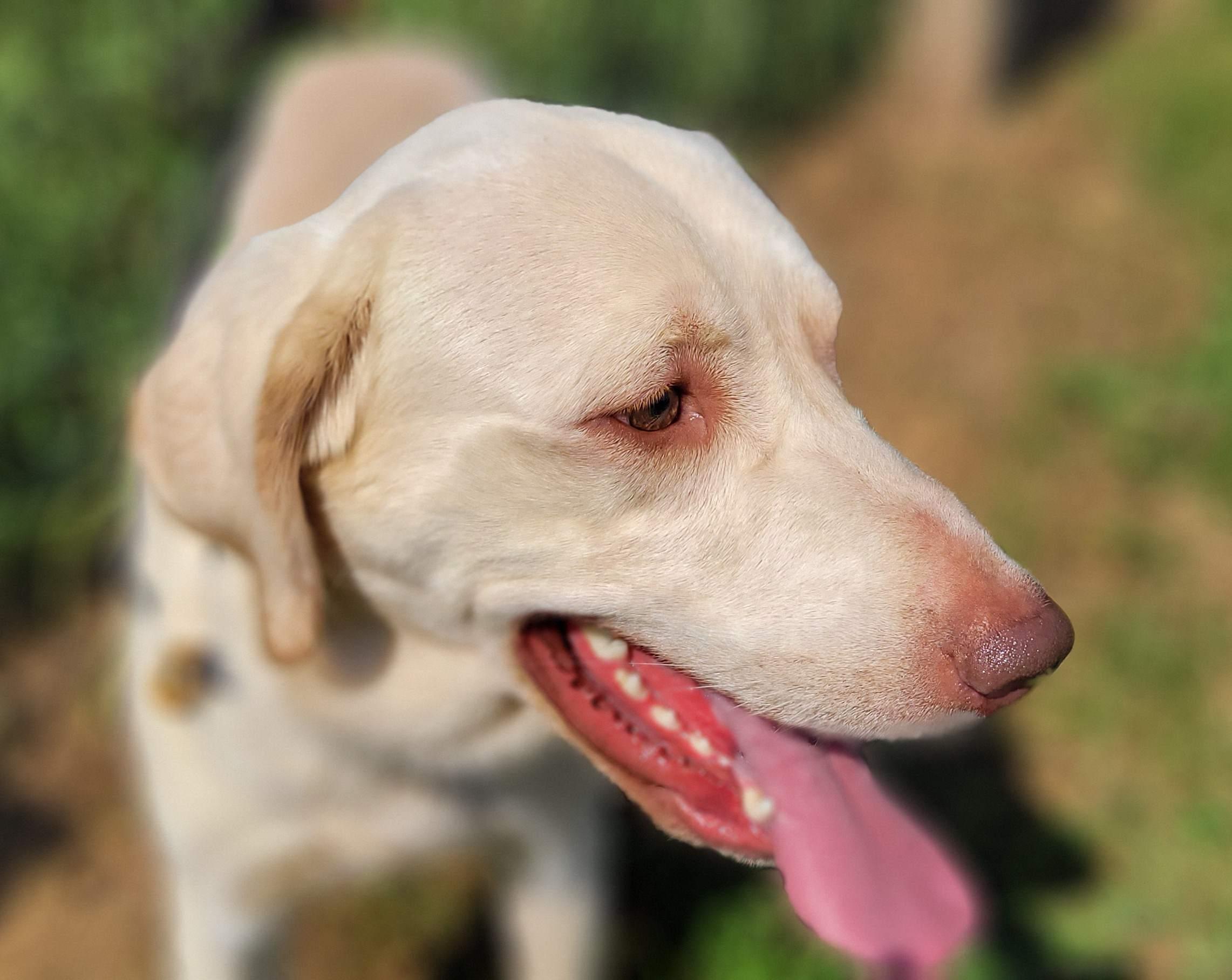 Draco #2