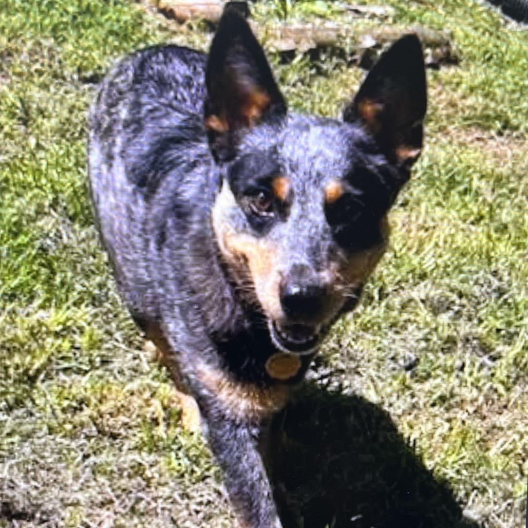 Bella, Adoptable, Adult Female Australian Cattle Dog / Blue Heeler & Mixed Breed.